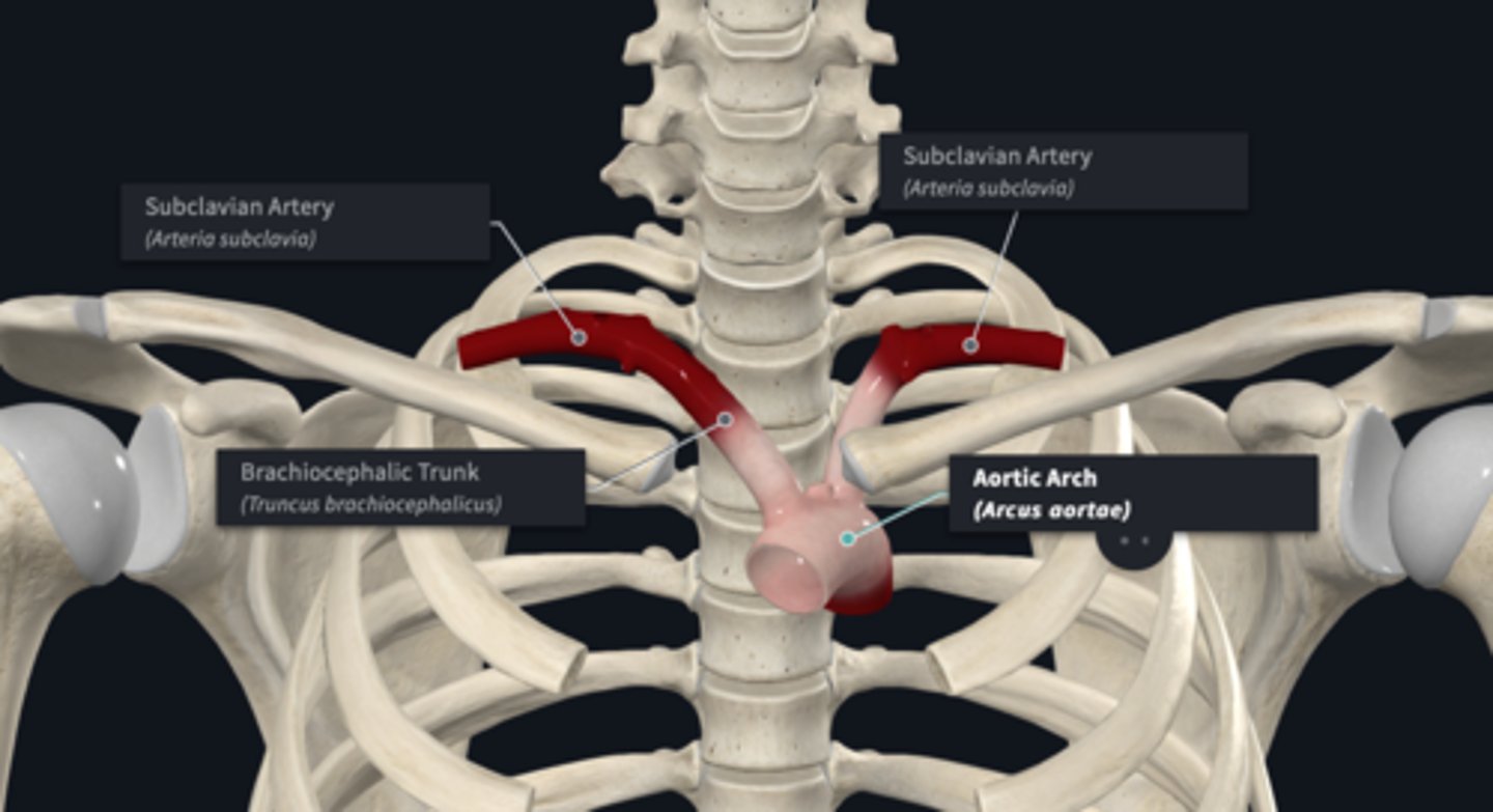<p>What is the origin of the subclavian artery (R&L)?</p>