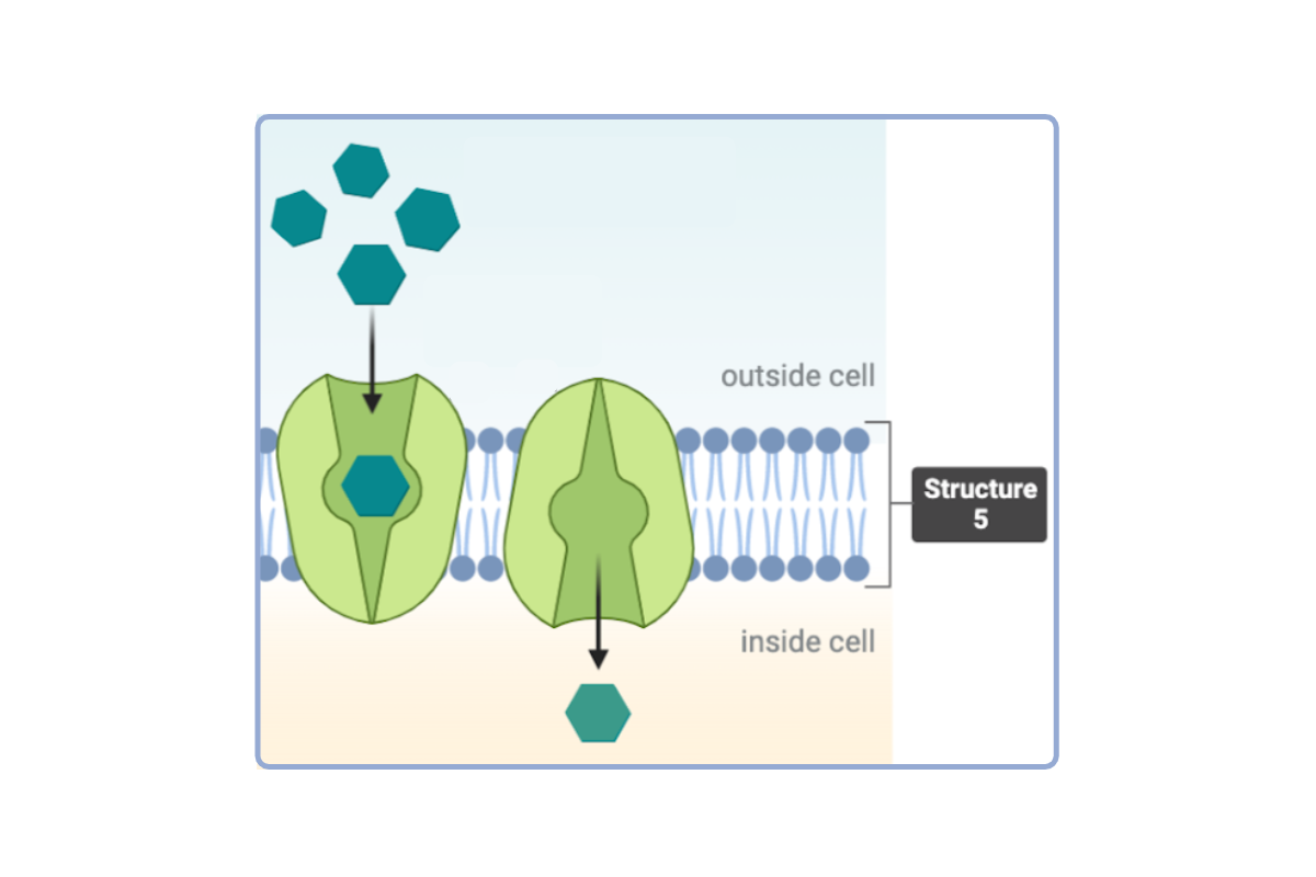 <p>Which statement(s) accurately describe <strong>Structure 5</strong>?&nbsp;Select <strong>all</strong> that apply.</p><ul><li><p><span>a. This structure is a phospholipid.</span></p><p><span>b. This structure is a phospholipid bilayer. &nbsp;</span></p><p></p></li><li><p><span>c. This structure is a protein.</span></p><p></p></li><li><p><span>d. This structure is a channel protein.</span></p><p></p></li><li><p><span>e. This structure is a carrier protein.</span></p></li></ul><p></p>