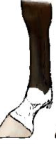 <p>What leg marking is this?</p>