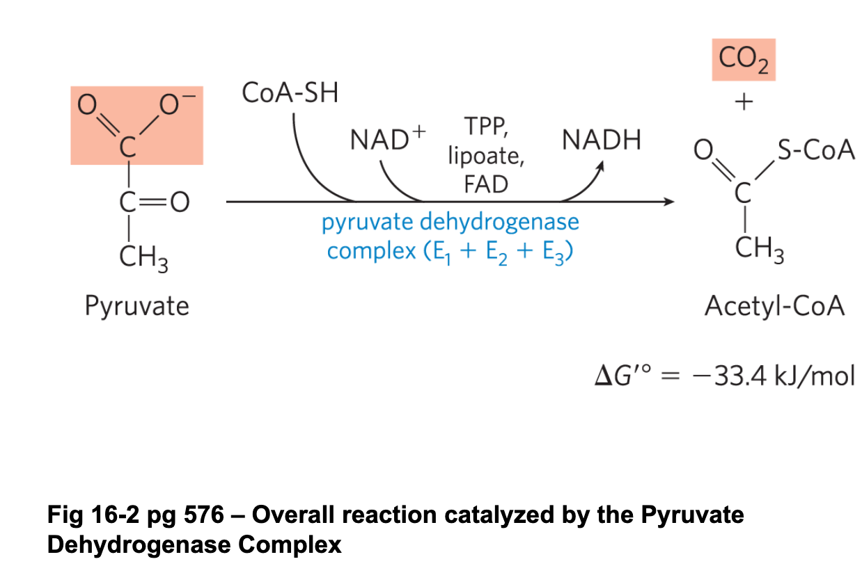 <p>Pyruvate + NAD<sup>+</sup> + CoASH —&gt; Acetyl CoA + CO<sub>2</sub> + NADH + H<sup>+</sup></p><p></p><p>involves a decarboxylation/oxidation of pyruvate to acetate in the form of a thioester, followed by the formation of acetyl coA</p>