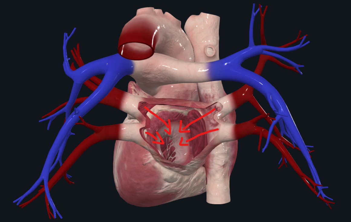 <p>Recibe sangre oxigenada de las cuatro venas pulmonares y la envía hacia ventrículo izquierdo</p>