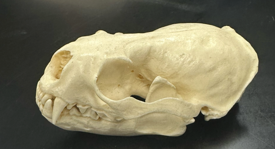 <p>Mustelidae 2</p>