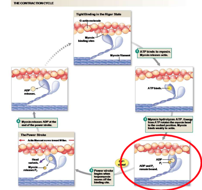 <p>Explain the second step of the crossbridge cycle.</p>