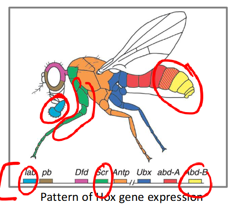 <p>-determine the identity of a structure or segment</p><p>-encodes transcription factors</p><p>-zygotically expressed</p>