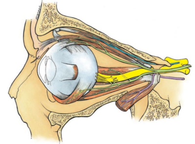 <p>III. Oculomotor Nerve</p><p>IV. Trochlear Nerve</p><p>VI. Abducens Nerve (6)</p>