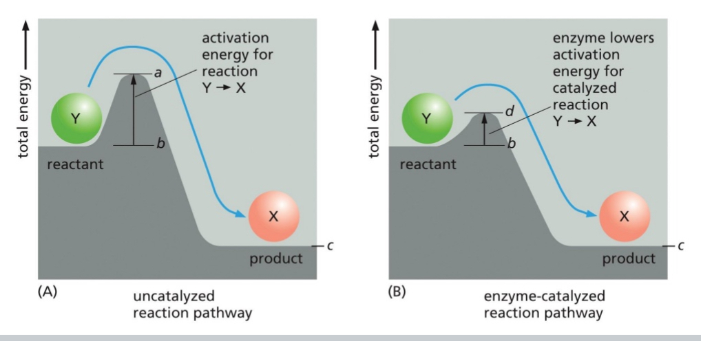 <ul><li><p>Reduced activation energy barriers → increased probability of reaction.</p></li><li><p>Allows for chemical reactions to proceed at normal temperatures</p></li><li><p>Lowered energy activation means this reaction will occur easier, and faster</p></li></ul><p></p>