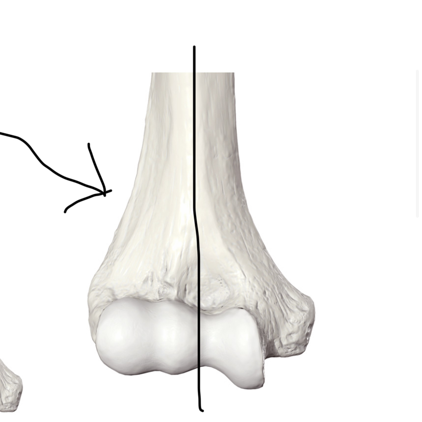 <p>Hoe heet dit deel?</p>