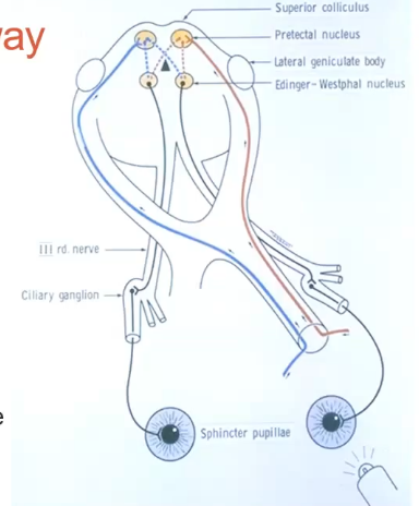 <p>circular muscle </p><p>anchored to adjacent stroma and retains its function even if severed </p><p>contraction of the sphincter causes pupil to constrict in miosis. </p><p>muscle is innervated by the parasympathetic system </p><p>Afferent: to the brain - optic nerve → chiasm → optic tract → pretectal nucleus</p><p>Efferent: from the brain - ciliary gaglion → 3rd nerve → sphincter pupillae </p>