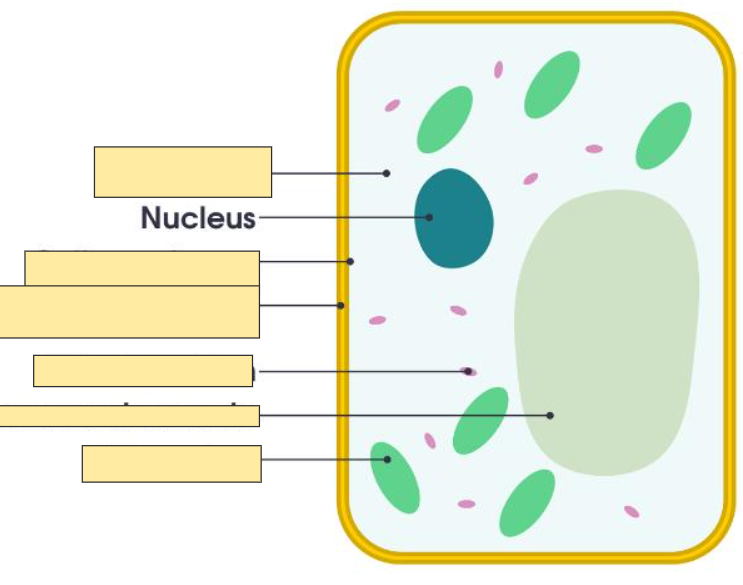 <p>Nucleus</p>