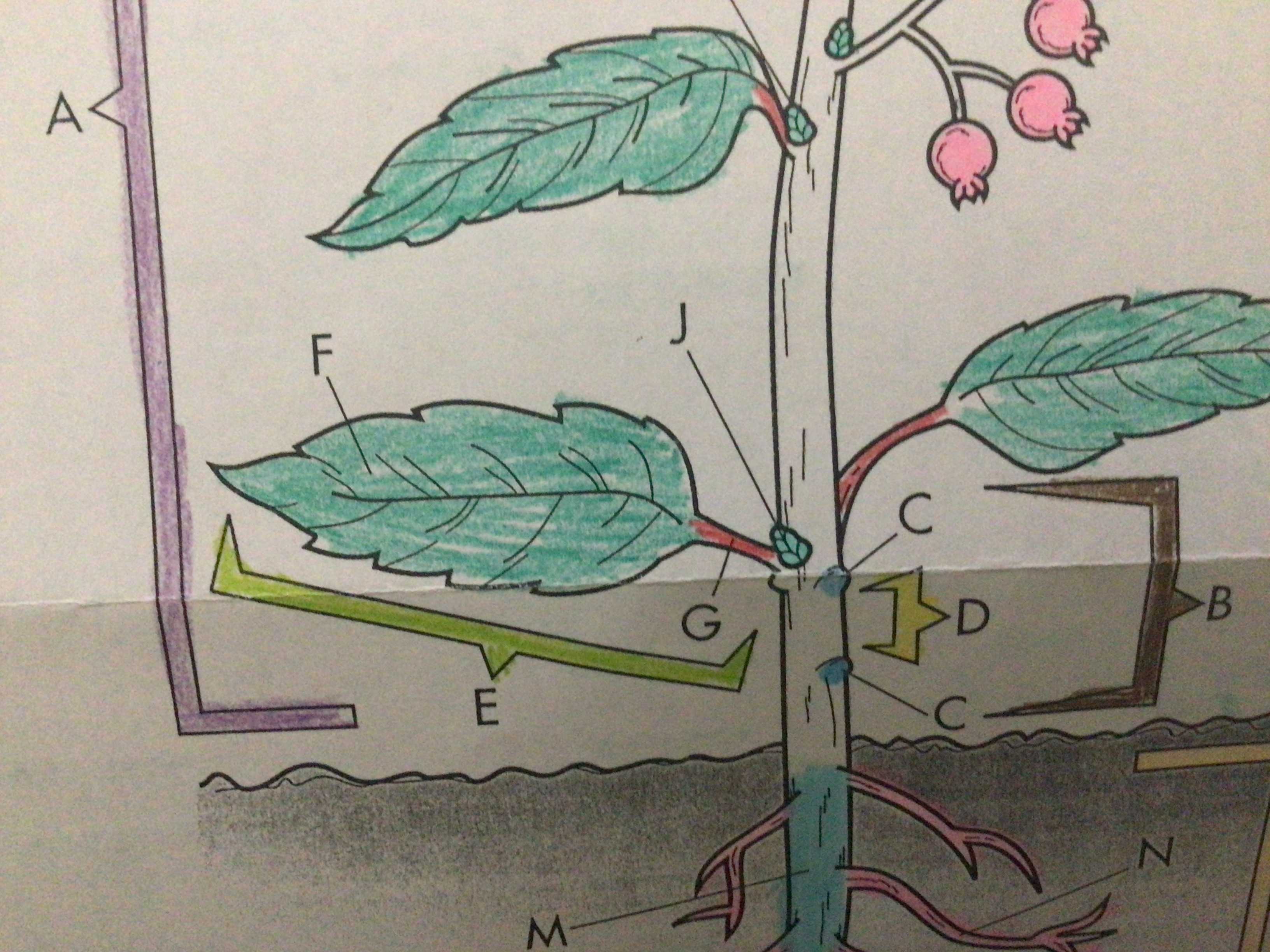 Thin, flattened, main portion of the leaf