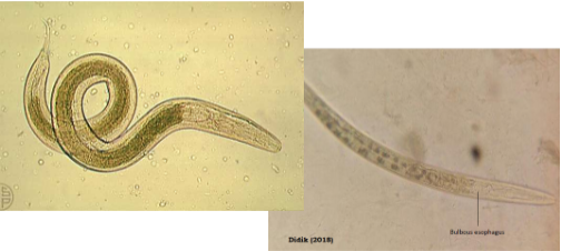 <p><span>What is the genus, species, and stage of this parasite?</span></p>