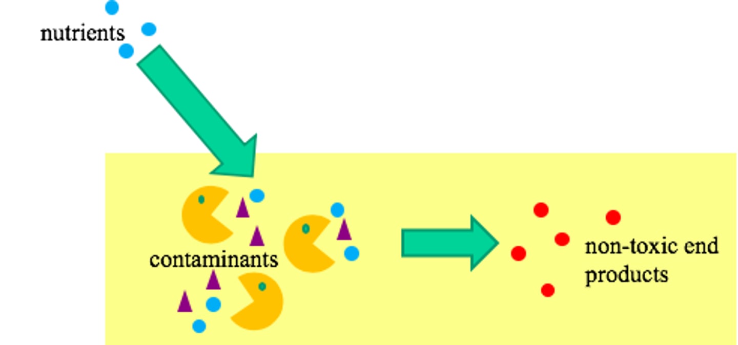 <p>Method to clean up toxic chemicals by providing additional nutrients for existing bacteria to grow</p>