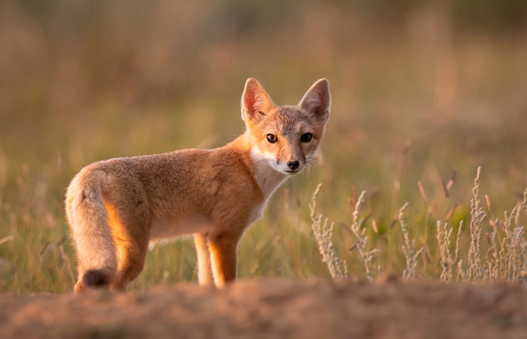 <p>Family Canidae</p><p>Swift Fox: Light, orange-tan. Top is more grey in winter.</p>