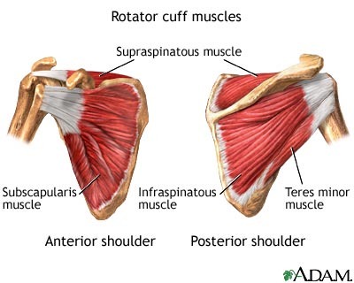 <p>SITS</p><p>- Subscapularis </p><p>- Infraspinatus </p><p>- Teres minor </p><p>- Supraspinatus</p>