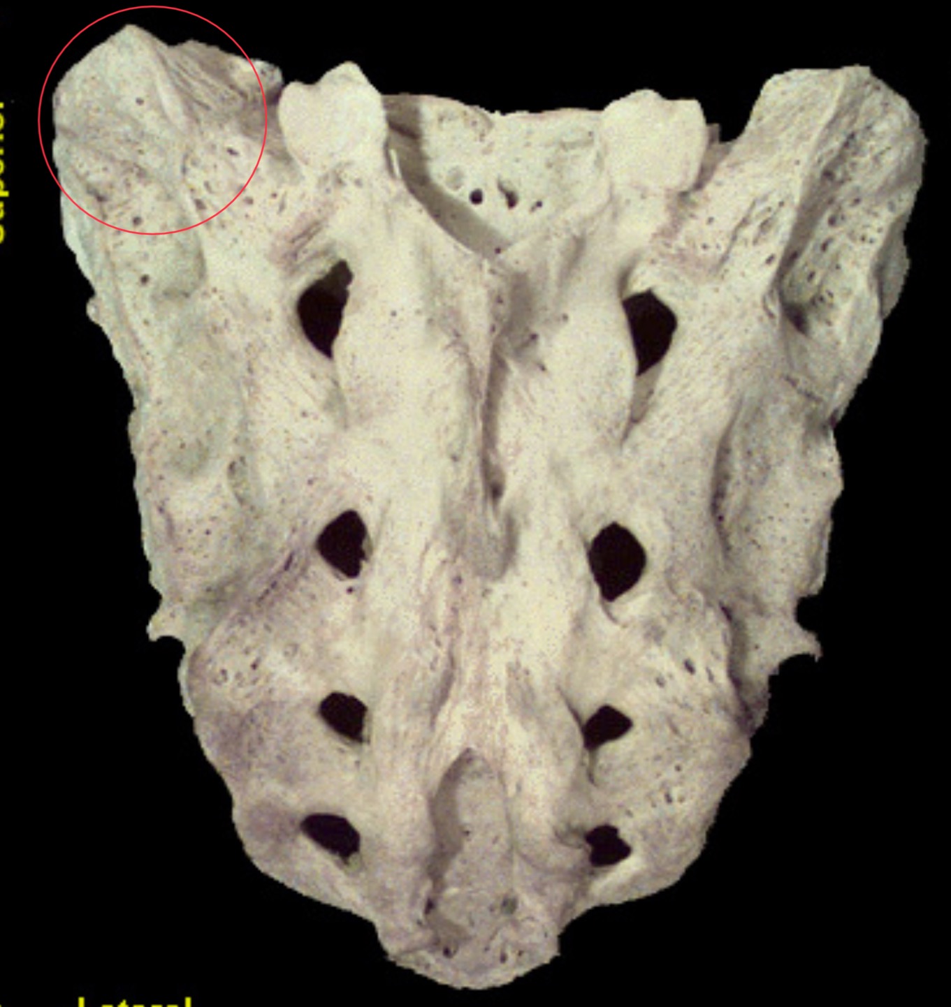 <p>What is this structure?</p>