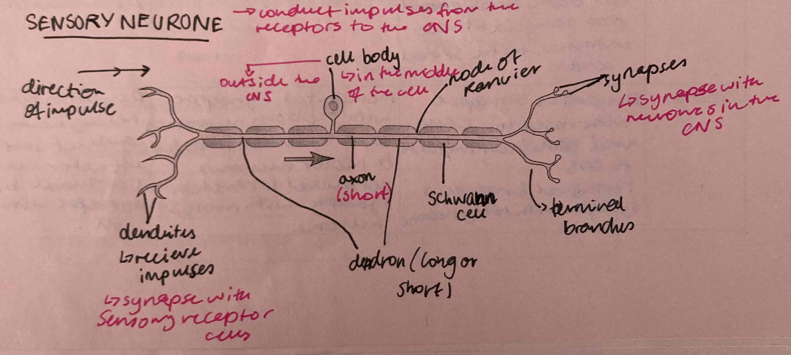 <p>sensory neurone </p>