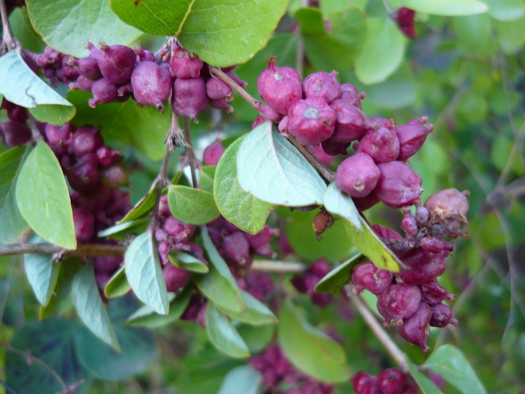 <p>coralberry</p>