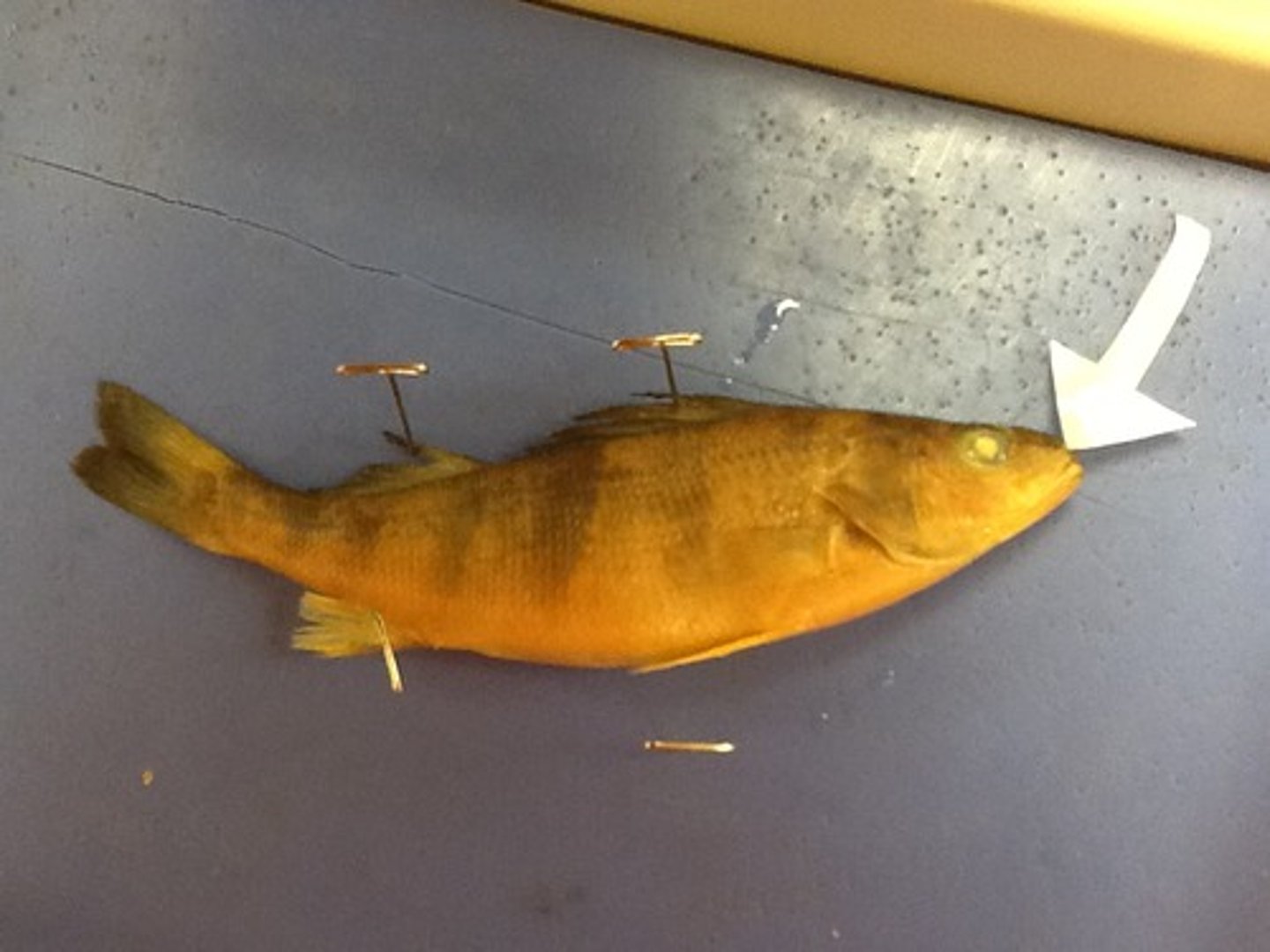 <p>Top portion of the jaw</p>