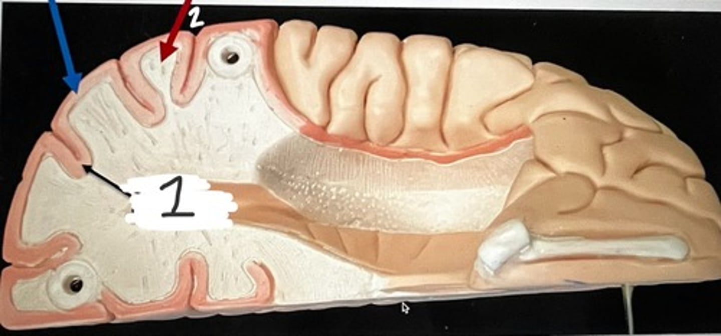 <p>According to the model, what does #1 represent?</p>