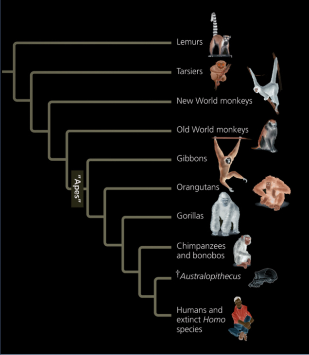 <p>Mammalian order that includes lemurs, tarsiers, monkeys, and apes</p><ul><li><p>humans are members of the ape group</p></li><li><p>earliest primates were tree-dwellers</p></li></ul><p></p>
