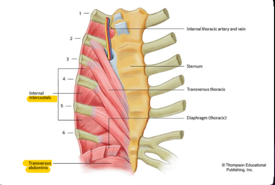 Elevate and Depress ribs during breathing.