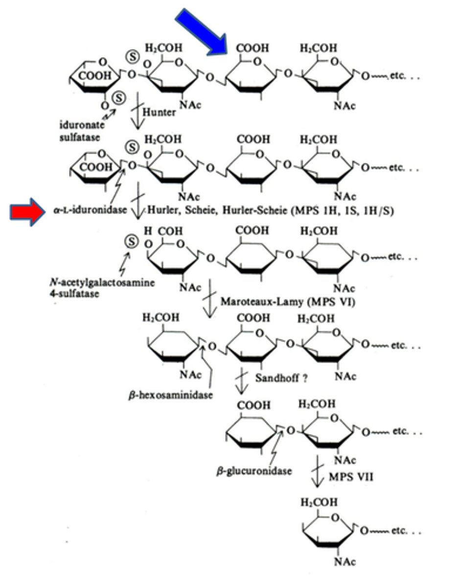 <p>-caused by a α-L-iduronidase deficiency (red arrow)</p><p>-this is needed to break down dermatan sulfate and heparan sulfate</p><p>-onset in infancy</p>