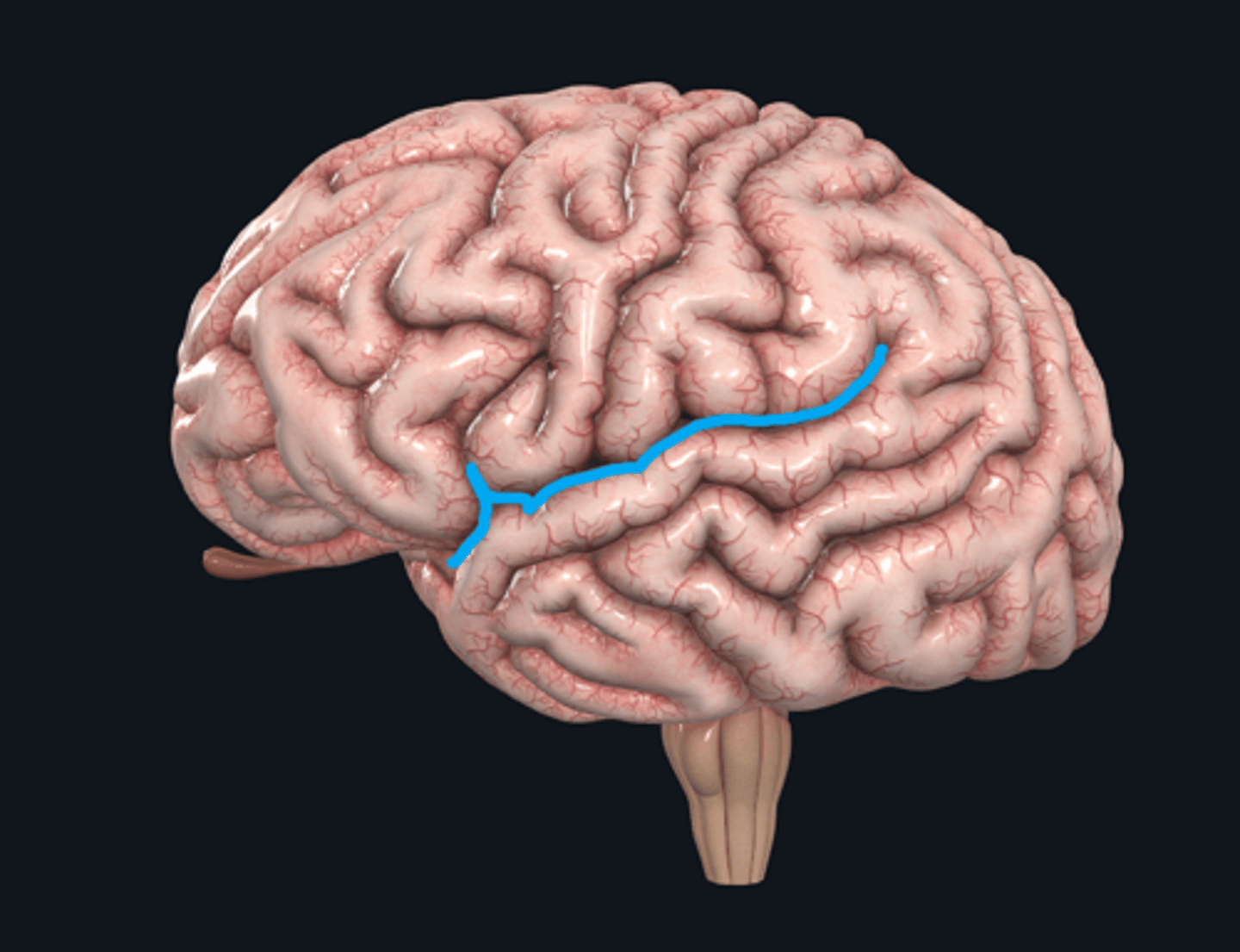 <p>Laterale sulcus </p>