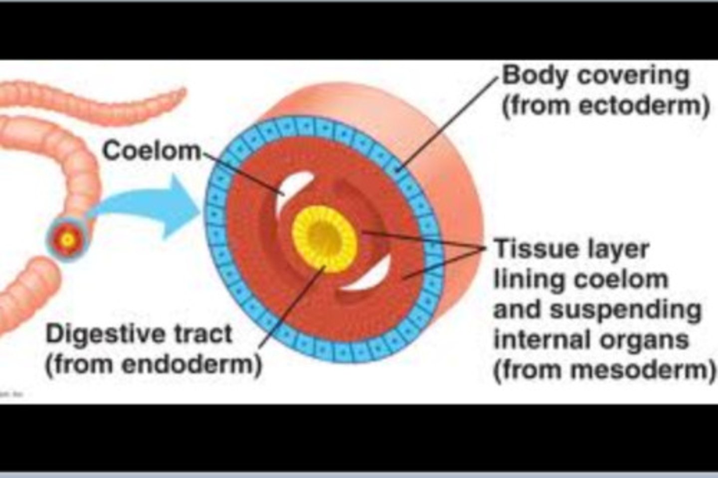 <p>animal with a body cavity located entirely within the mesoderm (BOTH the endoderm and ectoderm and lined by the mesoderm)</p>
