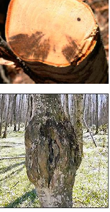 <p>Microascales: Ceratocystis</p>