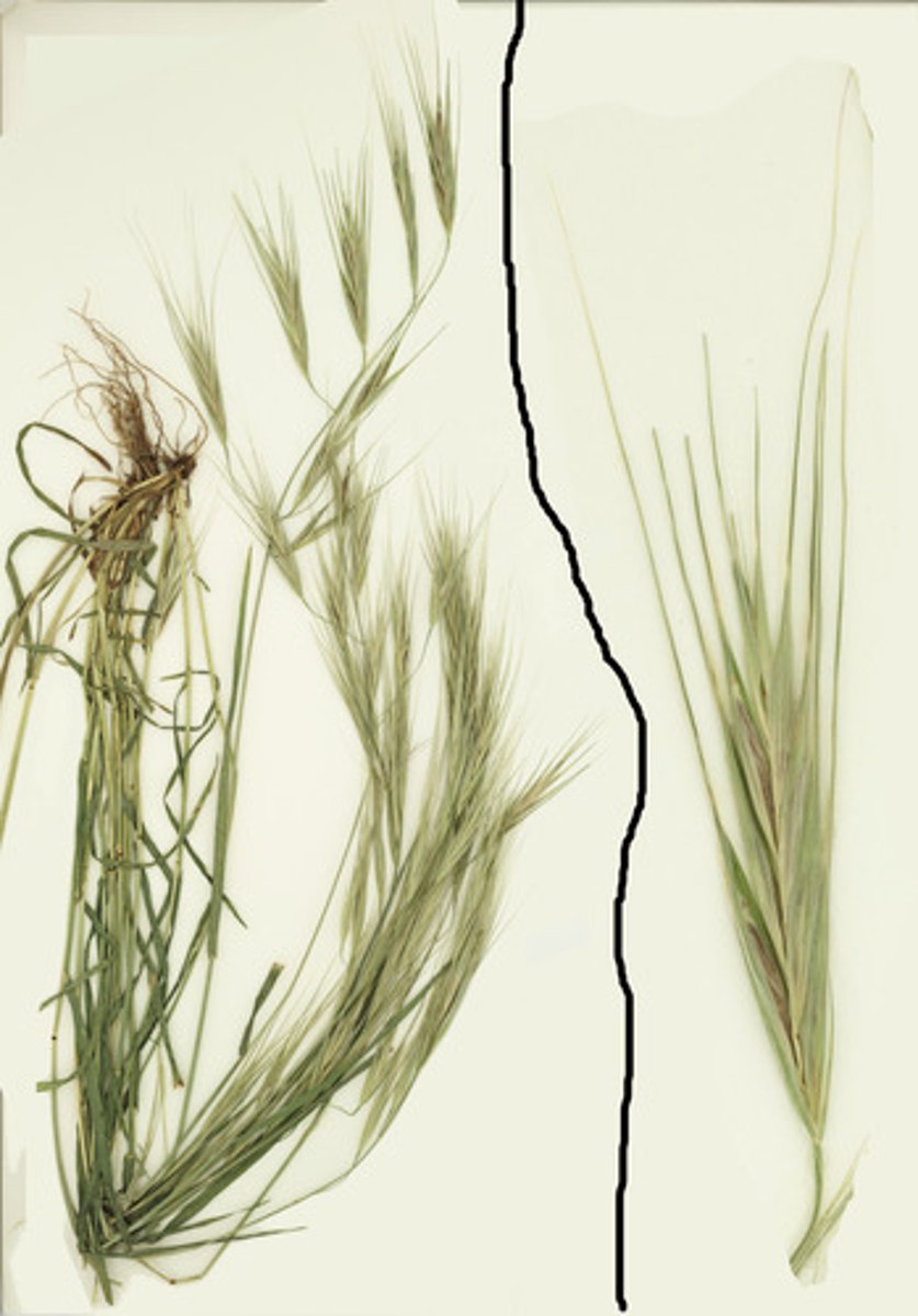 <p>Ripgut brome</p>