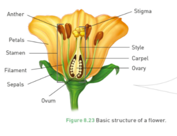 Asexual reproductive system.