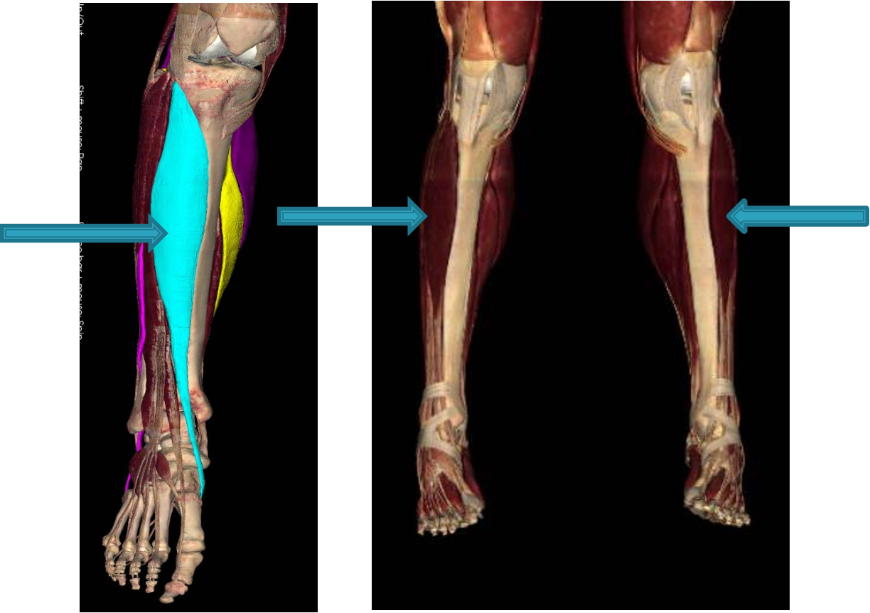 <p><strong>origin: </strong> lateral condyle and superior ½ of lateral surface of tibia</p><p><strong>insertion:</strong> medial and inferior surfaces of medial cuneiform and base of first metatarsal</p><p><strong>innervation:</strong> deep fibular nerve (L4-L5)</p><p><strong>action: </strong>dorsiflex and invert the foot</p>