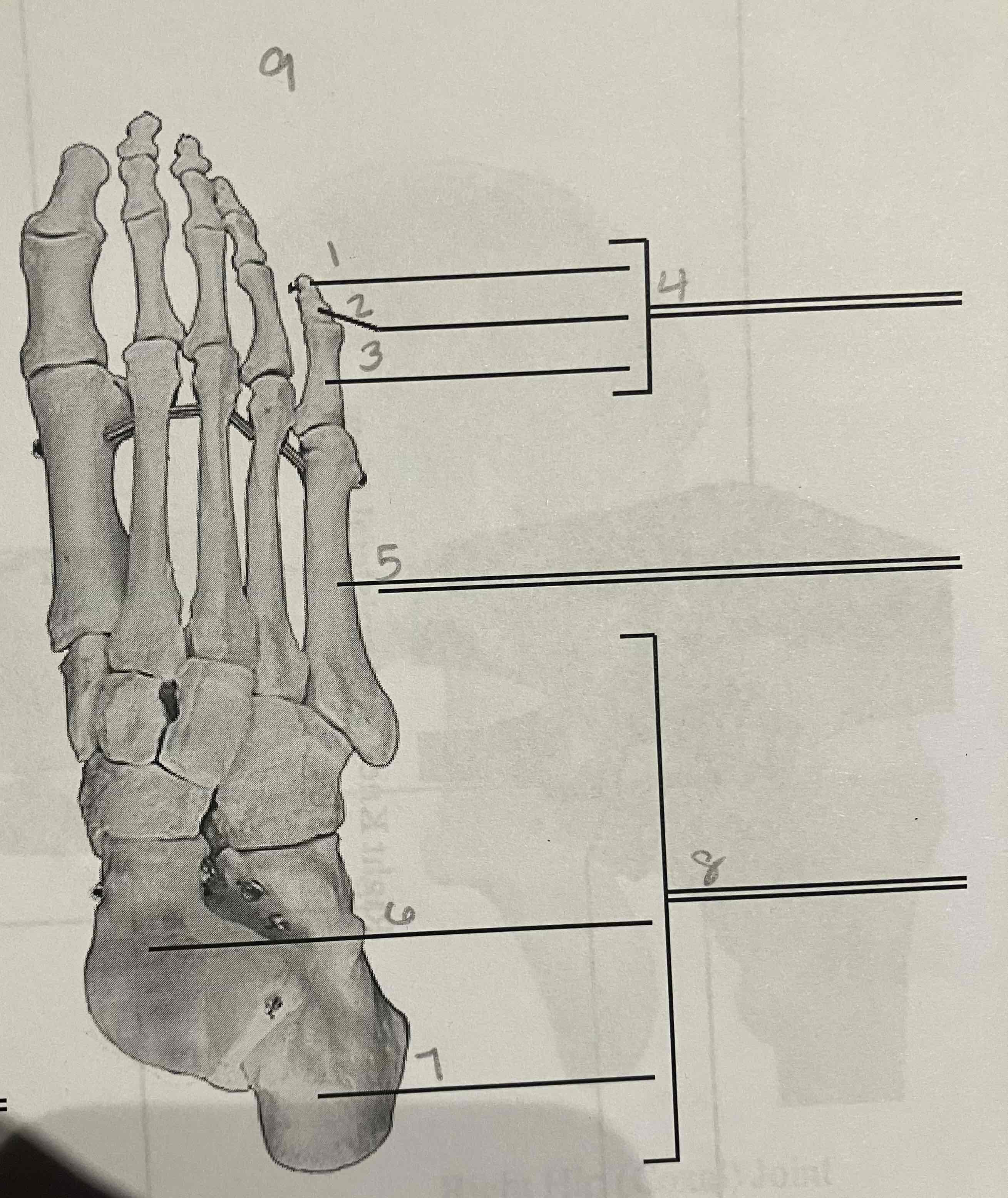 <p>9 (side, name, view of bone)</p>