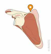 <p>The upper edge of the scapula that provides attachment for muscles and is often smooth</p>