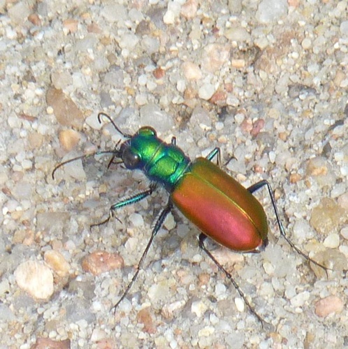 <p>(n.) a small animal with 6 legs such as a bee, ant or fly.</p>