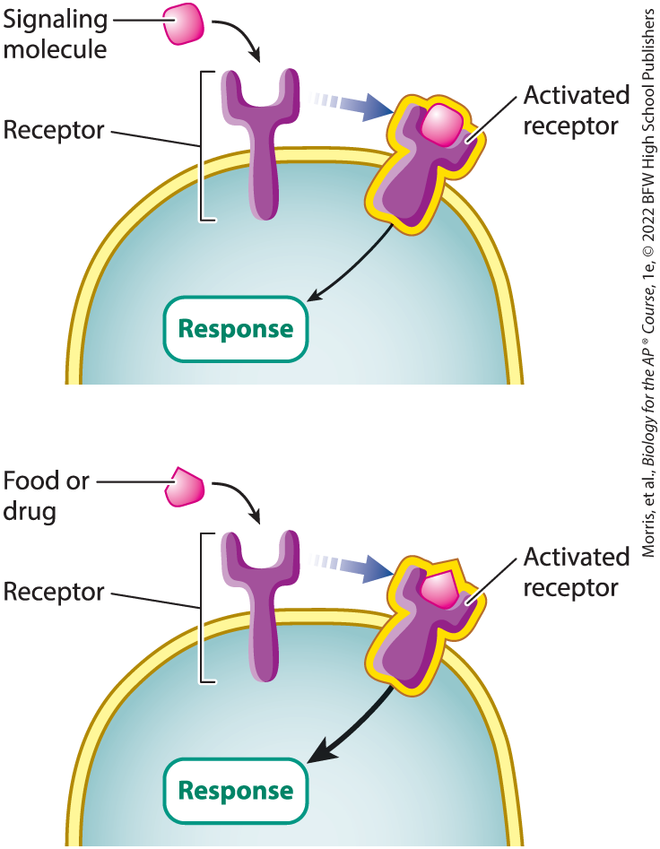<p>a ligand that binds a receptor and leads to a response</p>