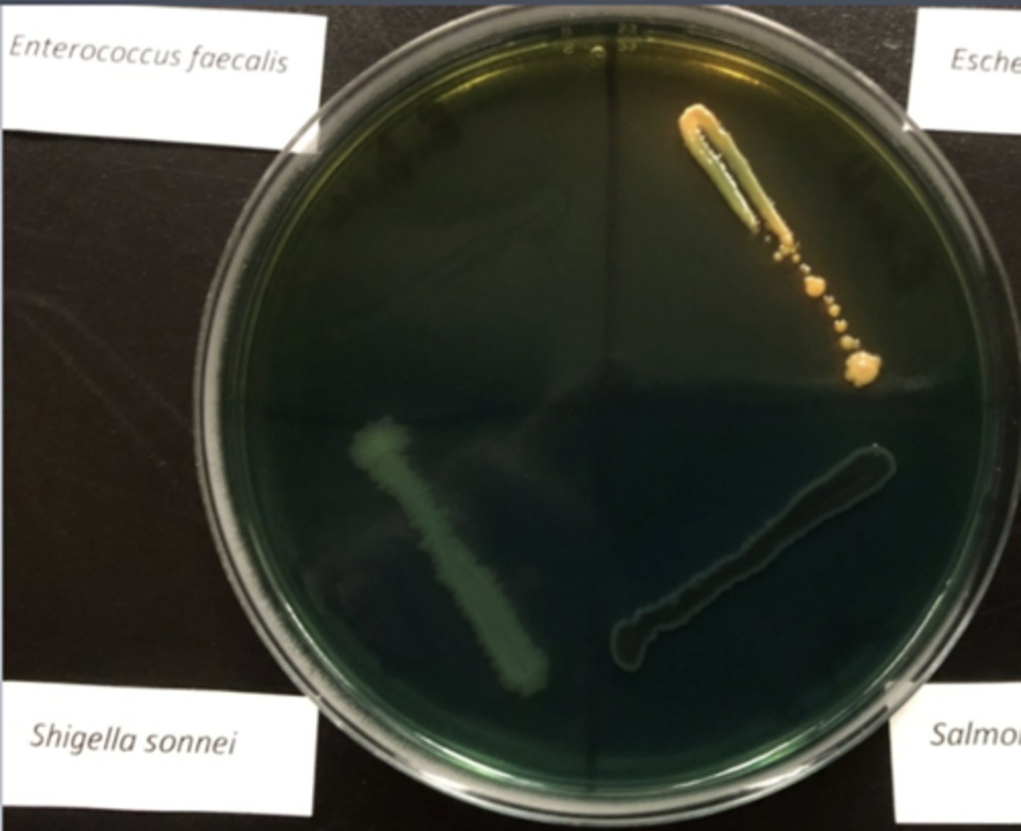 <p>not inhibited by bile or dye</p><p>- no sugar fermentation</p><p>- gram (-)</p><p>- probable shigella</p>
