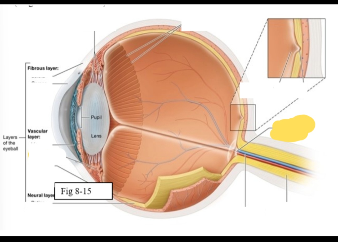 <p><span style="background-color: transparent; font-family: &quot;Times New Roman&quot;, serif;">the point at which the optic nerve leaves the eyeball</span></p>