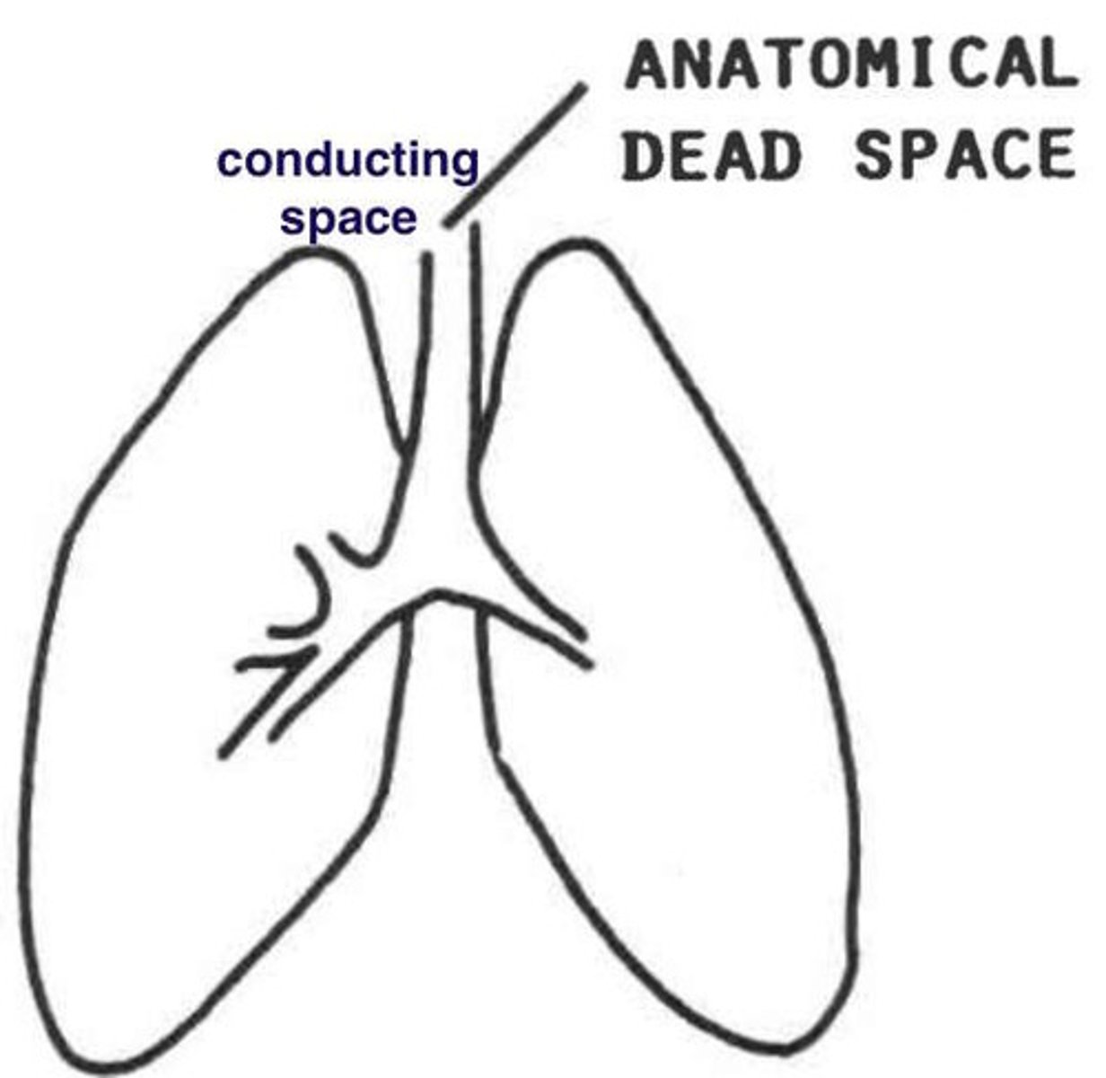 <p>what is anatomic dead space</p>