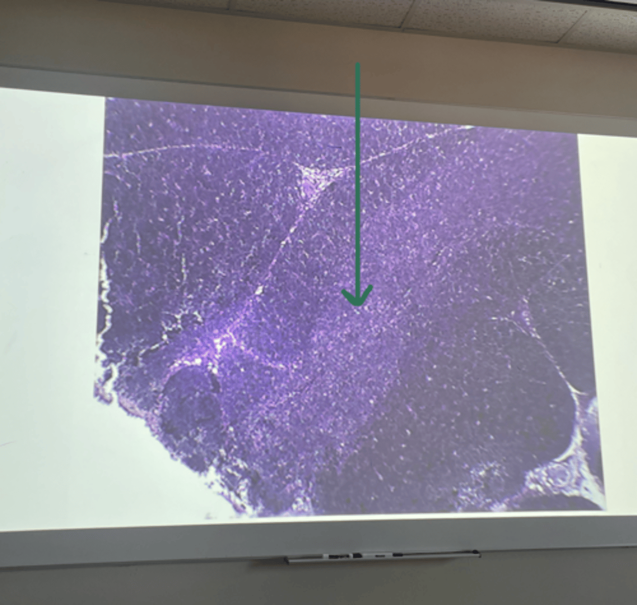 <p>gland and structure</p>