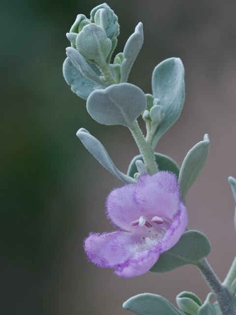<p>Purple Sage/Cenizo</p>