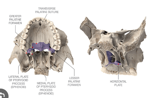 <p>posterior of hard palate </p><p>lateral wall of nasal cavity </p><p>posterior floor of orbit </p><p>medial wall of pterygopalatine fossa </p>