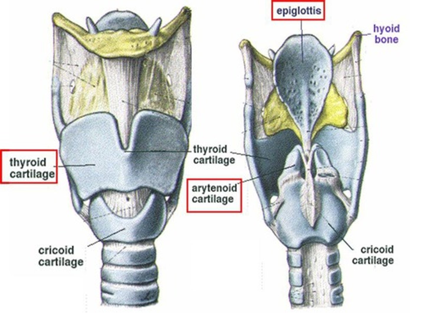 <p>Closes larynx to prevent food entering airway.</p>
