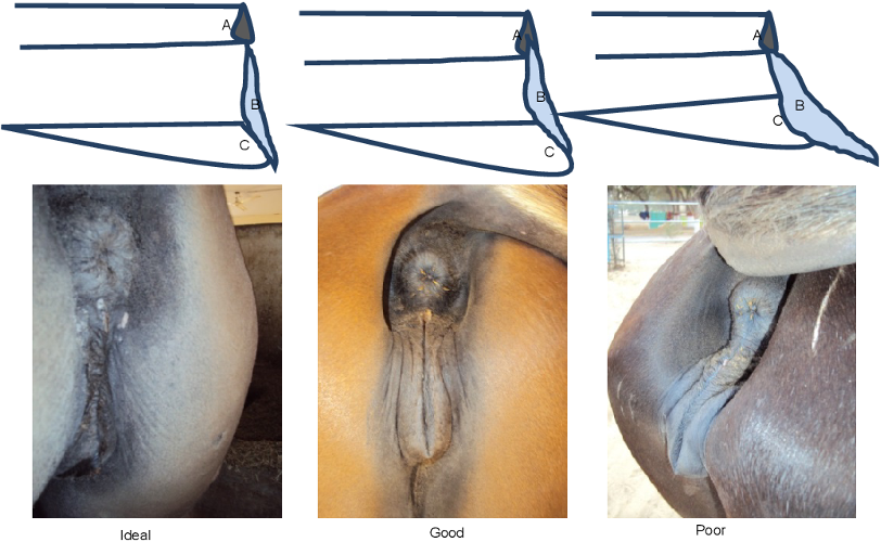 <ul><li><p><span>in mares and fillies is a condition that is only visible in the female gender, where the air gets sucked into the vagina due to the vulva lips not sealing the entrance of the vagina properly.</span></p></li><li><p><span>Poor conformation also makes horses more prone to infections due to fecal matter dropping on labial folds</span></p></li><li><p><span><mark data-color="blue" style="background-color: blue; color: inherit">Surgical correction using <u>Caslick procedure</u></mark></span></p></li></ul><p></p>