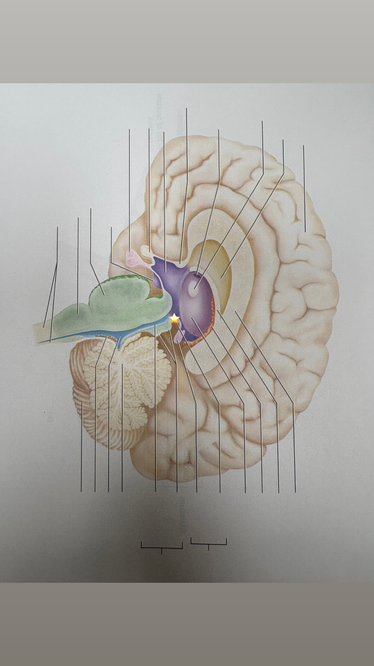 <p>name the starred structure</p>