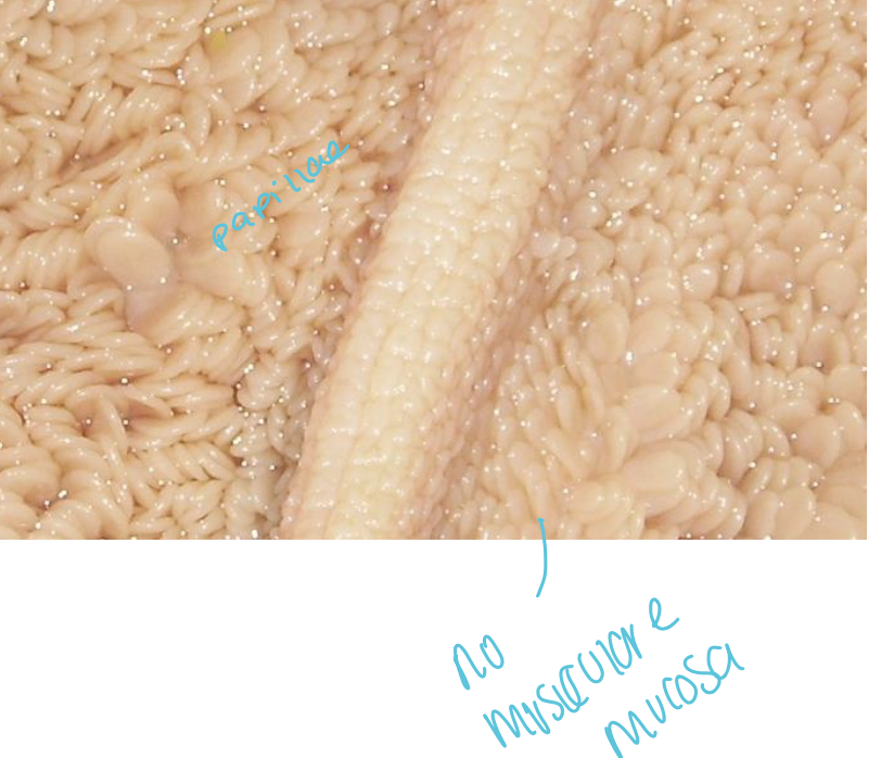 Ruminants have **Rumen Papillae-** what are they ? 