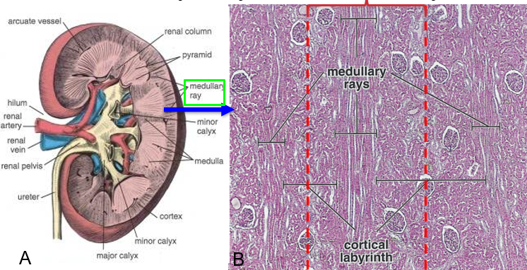 <p>appear as streaks in the cortex running toward the medulla; each ray consists of one collecting duct plus the parallel loops of the many nephrons that empty into that duct </p>