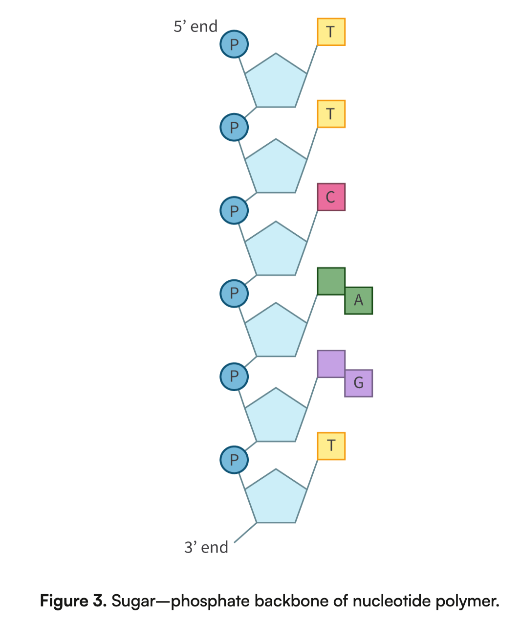 <ul><li><p><strong>Nucleotides</strong> are connected through <strong>phosphodiester bonds</strong> formed by a <strong>condensation reaction</strong>, creating a <strong>sugar−phosphate backbone</strong> that supports the structure of <strong>DNA</strong> and <strong>RNA</strong>.</p></li><li><p>The backbone runs in a specific direction, from <strong>5′ to 3′</strong>, and provides structural support for the molecule, while the nitrogenous bases extend from the backbone to encode genetic information.</p></li></ul><p></p>