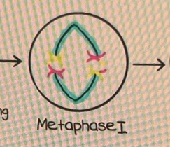 <ul><li><p> homologen Chromosomenpaare ordnen sich in der Aquatorialebene an.</p></li><li><p>Crossing over kann stattfinden → Stückaustausch</p></li></ul>