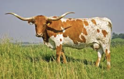 <p>What bovine breed is this? </p>